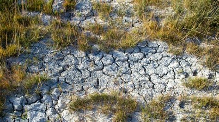 Understanding the Impact of Climate Change on Global Ecosystems