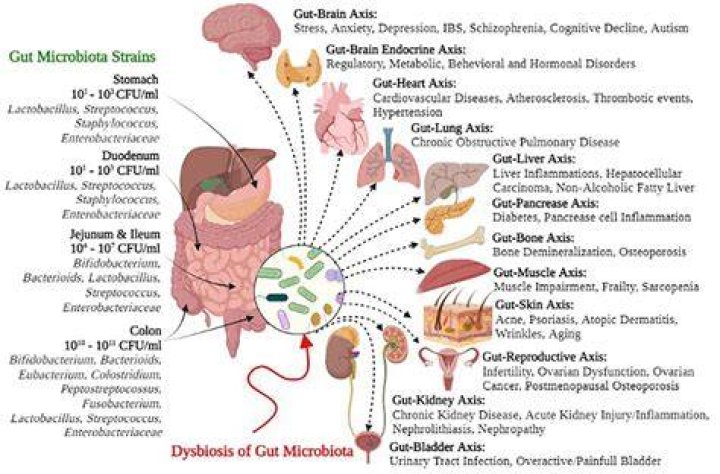 Understanding the Phenomenon of Hunger: Causes, Effects, and Solutions