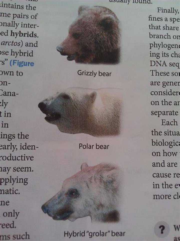 Understanding the Polar Grizzly Hybrid: A Unique Intersection of Species