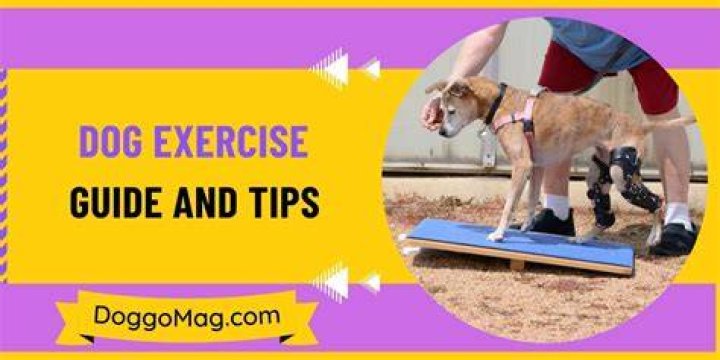 Understanding the Top Dog Law: A Comprehensive Guide
