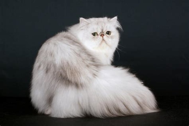 Understanding the Unique Charm of Cat Squashed Face Breeds