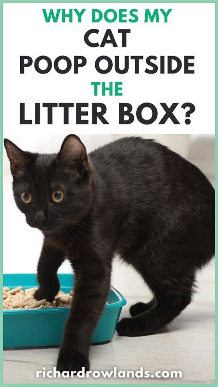 Understanding Why Cats Poop Outside the Litter Box: Causes and Solutions