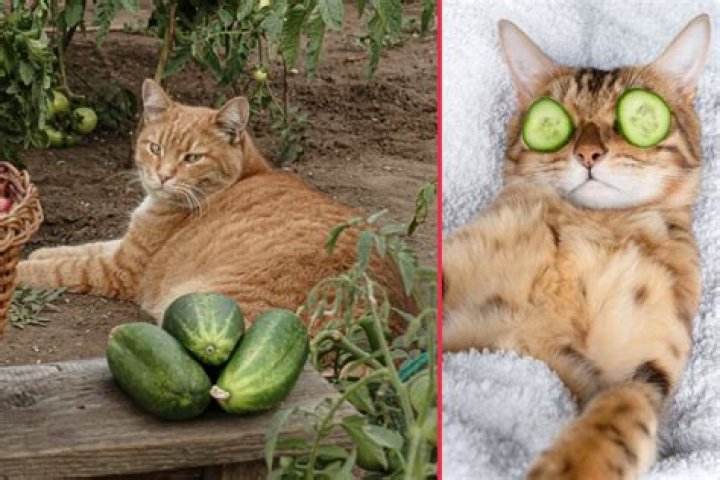 Unraveling the Mystery: Why Are Cats Scared of Cucumbers?