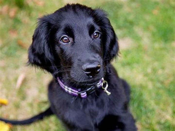 Unveiling the Black Golden Retriever: The Enigmatic Charm of a Unique Breed