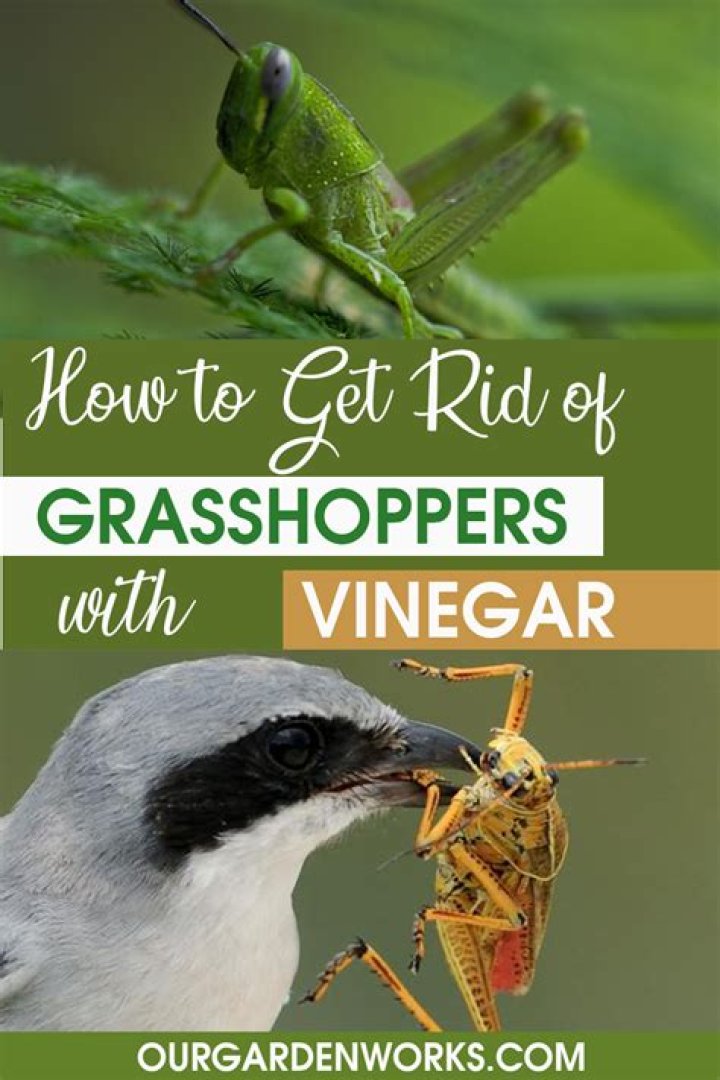 Unveiling the Culinary Preferences of Grasshoppers