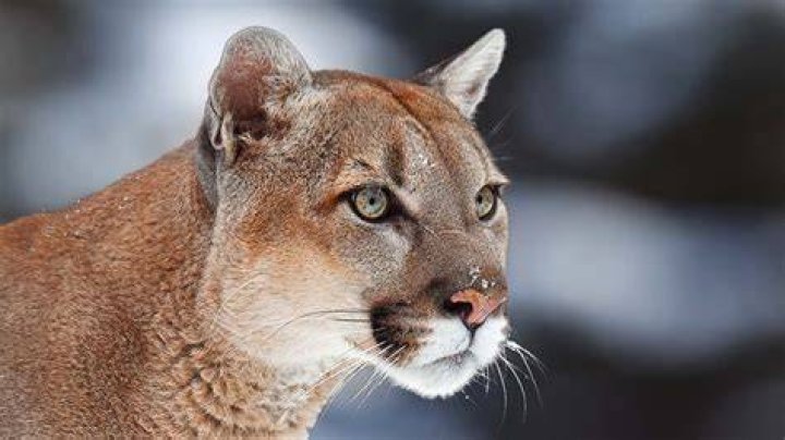 Unveiling the Legend of El Puma: A Journey Through Time