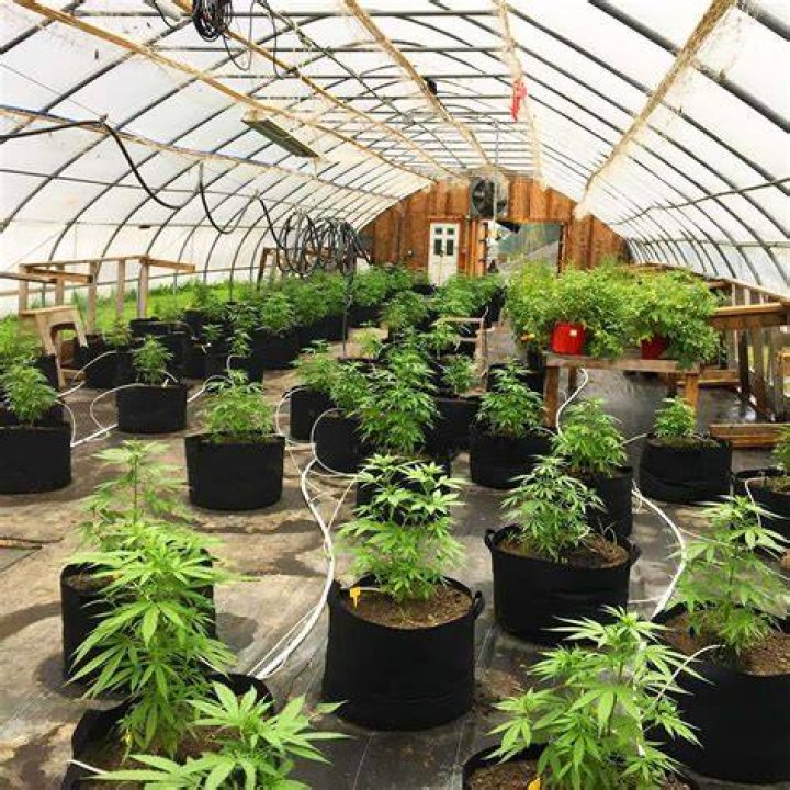 Upstate NY Hemp: Premium Local Farms