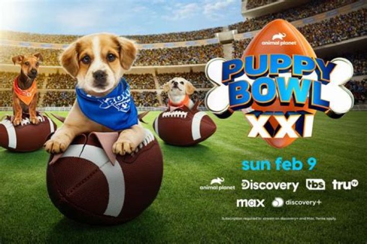 What Channel is the Puppy Bowl On? Everything You Need to Know About This Adorable Event