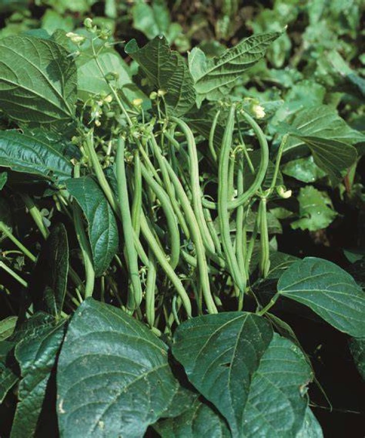 What Happened to Jay Bush Beans Guy? Unraveling the Mystery