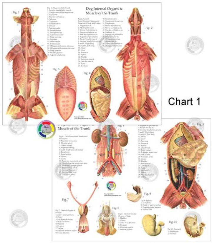 What’s a Gooch? Understanding the Anatomy and Terminology