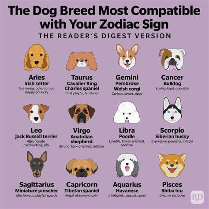 Which Bomboclaat Dog I Am: A Fun Exploration of Your Dog Personality