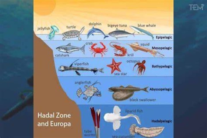 Why Did NASA Stop Exploring the Ocean?