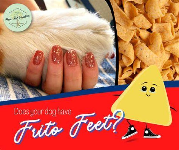 Why Do Dogs' Feet Smell Like Fritos?