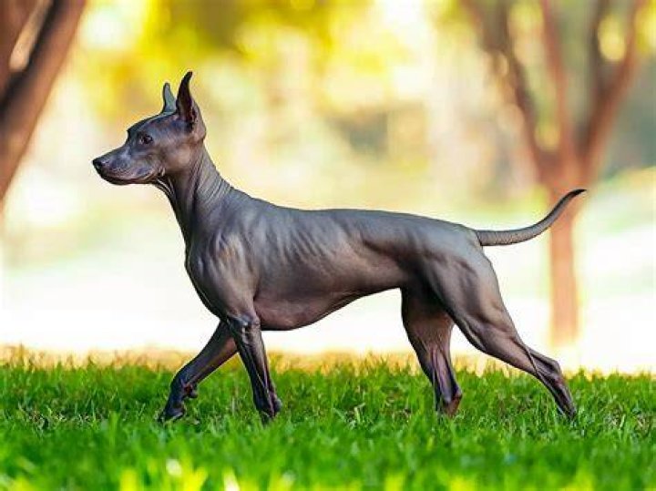 Xolo Dog: The Ancient Companion of Mankind